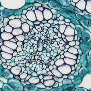plant cells
